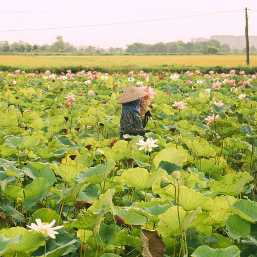 Đầm sen Vân Long Ninh Bình