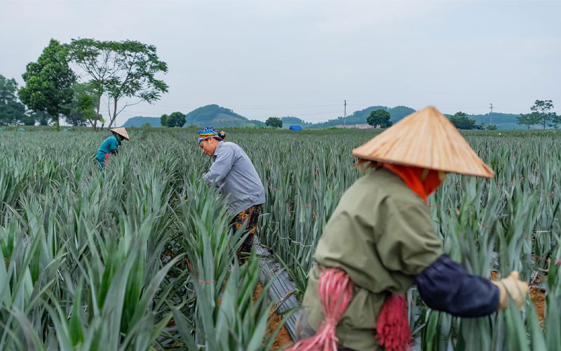 Người thu hoạch thường sử dụng dao sắc hoặc kéo chuyên dụng để cắt trái dứa khỏi cây - Ảnh: Nguyễn Ngọc Linh