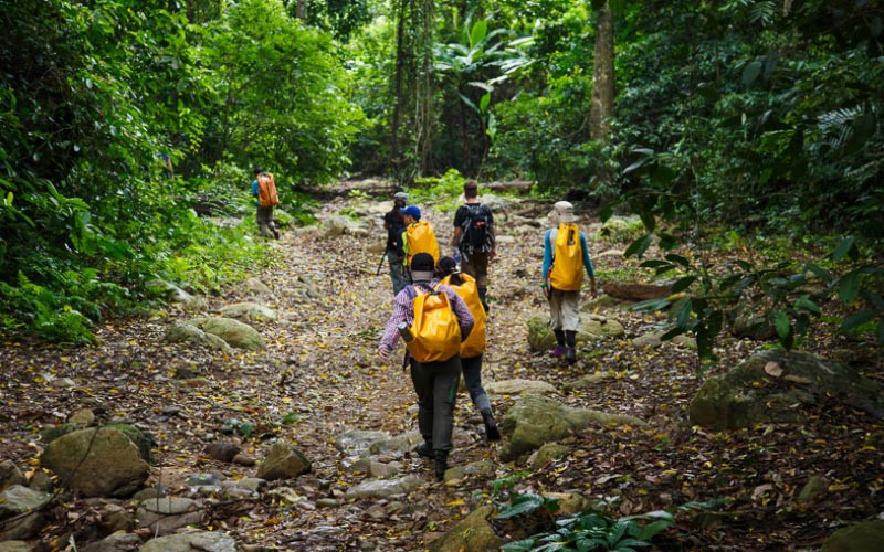 Trekking tại Rừng Cúc Phương - Ảnh: Internet