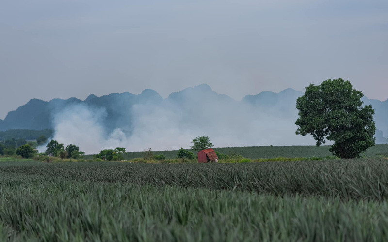 Đồi dứa Tam Điệp Ninh Bình 